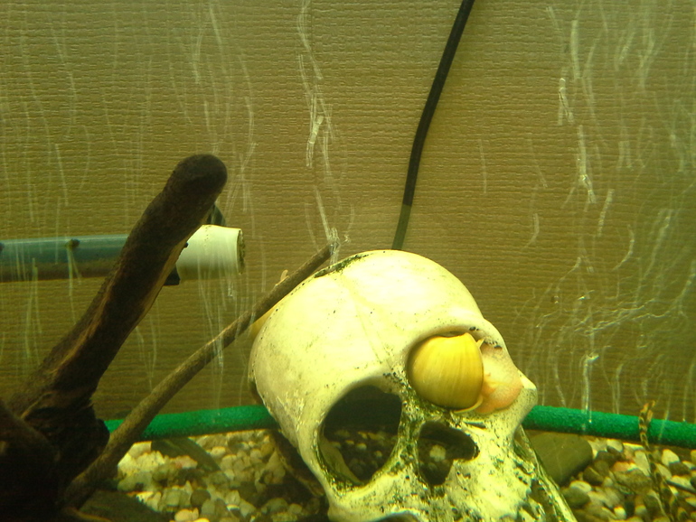 Бедный Йорик.....