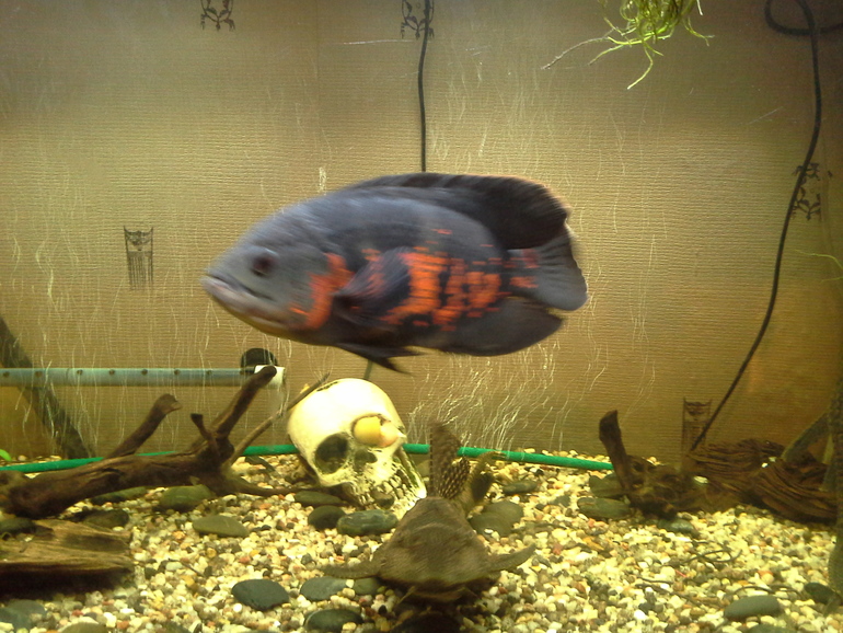 Бедный Йорик.....