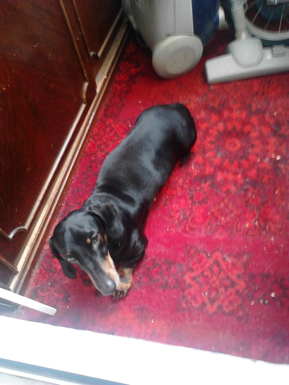 мои любимцы)