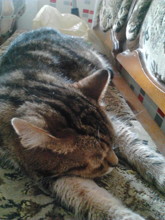 мои любимцы)