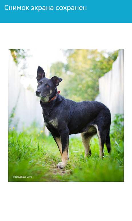 мои любимцы)