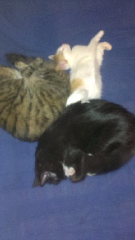 мои любимцы)