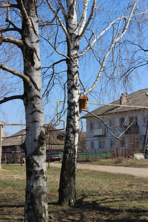 Сурск, садики, домишки и Ленин