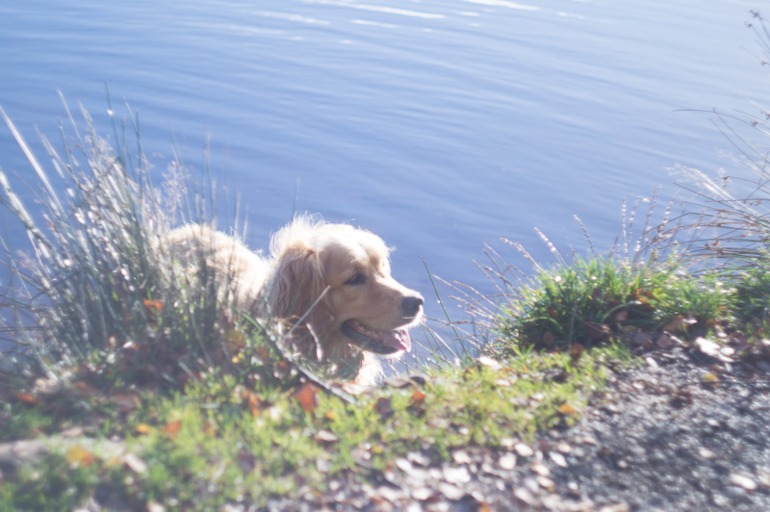 Фокус не ищите