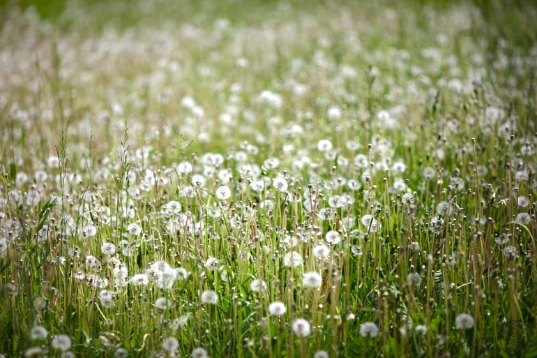 Облако на палочке