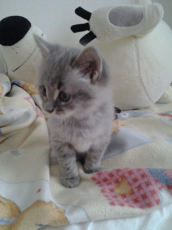 Отдам котенка!