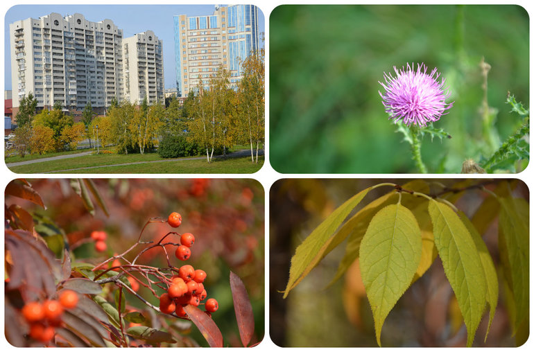 Осенние тематические деньки