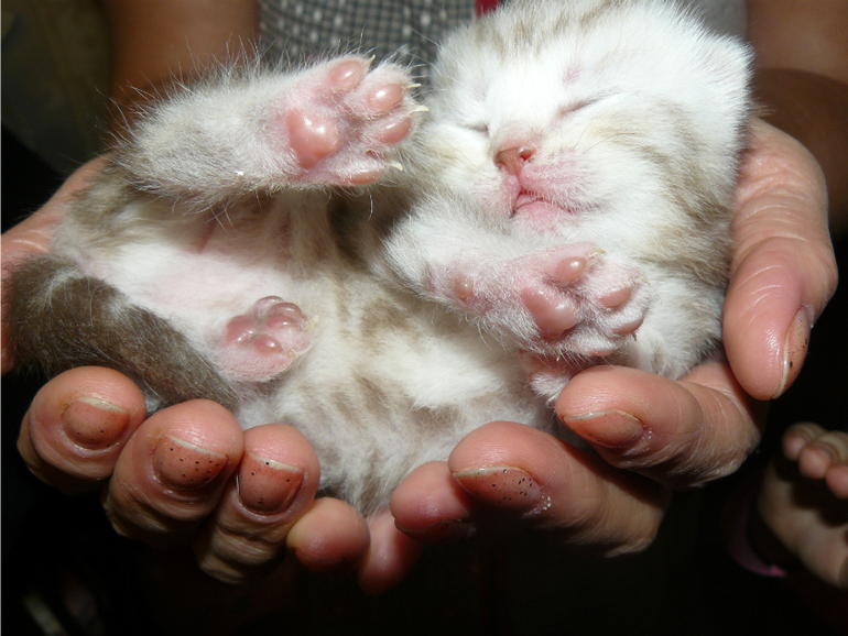 Котята,когда и как что делать?