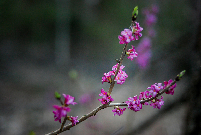 Может быть кто-то знает что это за растение?