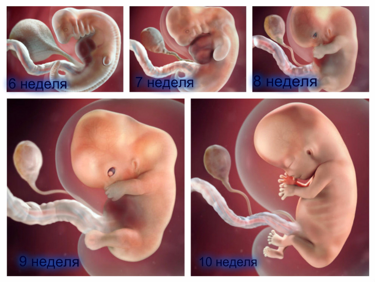 Покажи недельный. Плод на 6 акушерской неделе беременности. Эмбрион на 5 неделе беременности. 6 Недель беременности размер плода фото. Эмбрион 5-6 недели беременности.