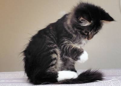 Котячье счастье автор Владимир Шебзухов