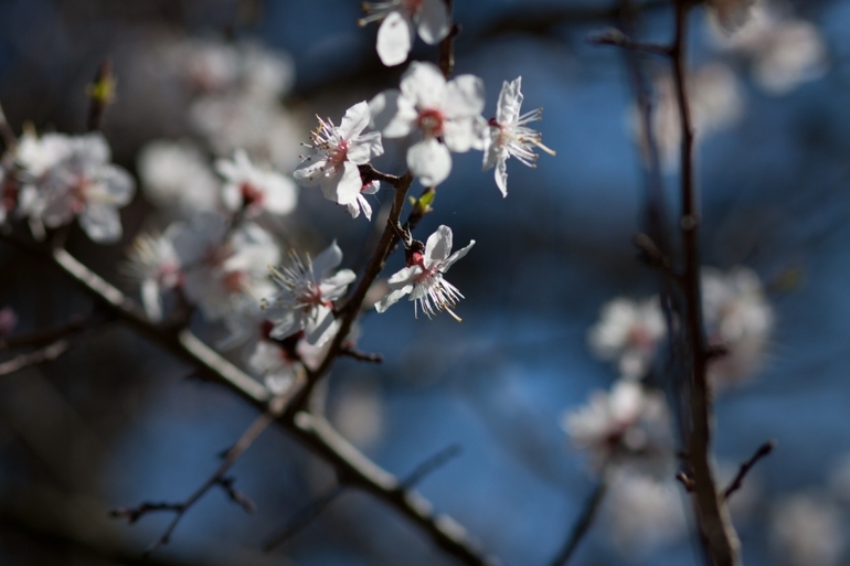 Японский сад
