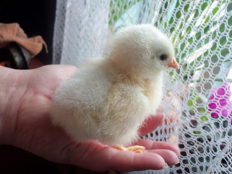 Вначеле была курица.................или яйцо..............