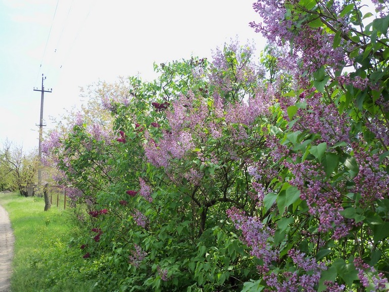 Сирень