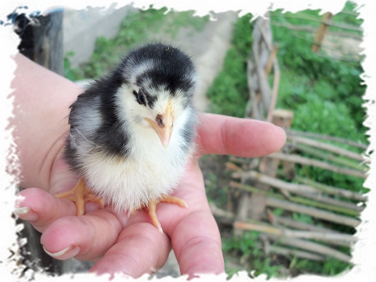 Мой любимчик.