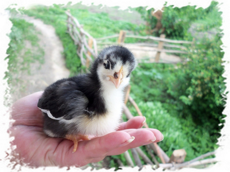 Мой любимчик.