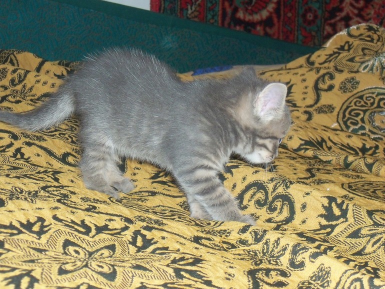 Таське 1 месяц.