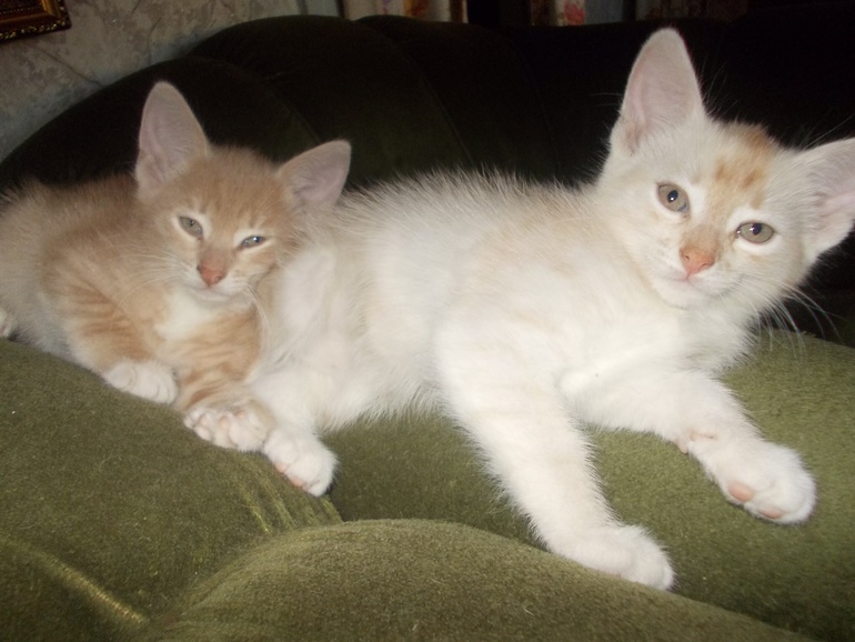Котята ждут хозяев