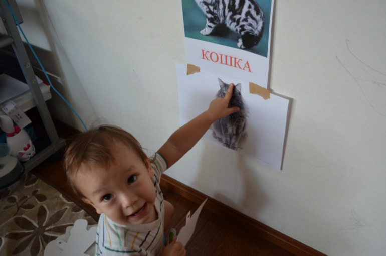 ТН домашние животные Кошка