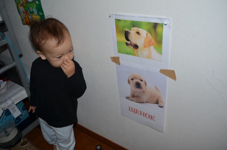 ТН домашне животные - собака