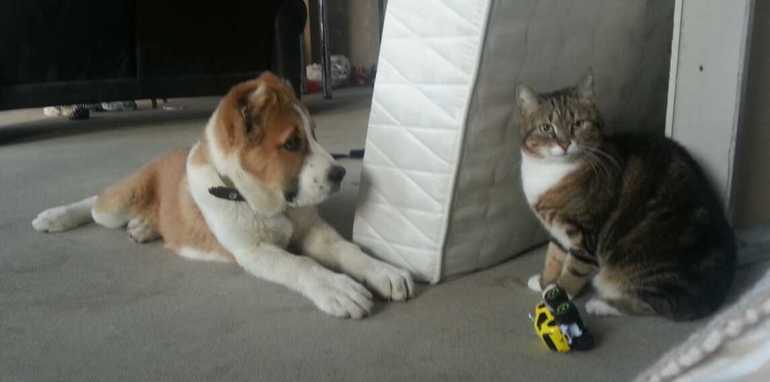 Айнушнику 4 месяца)