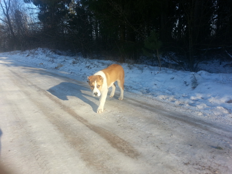 Айнушнику 4 месяца)