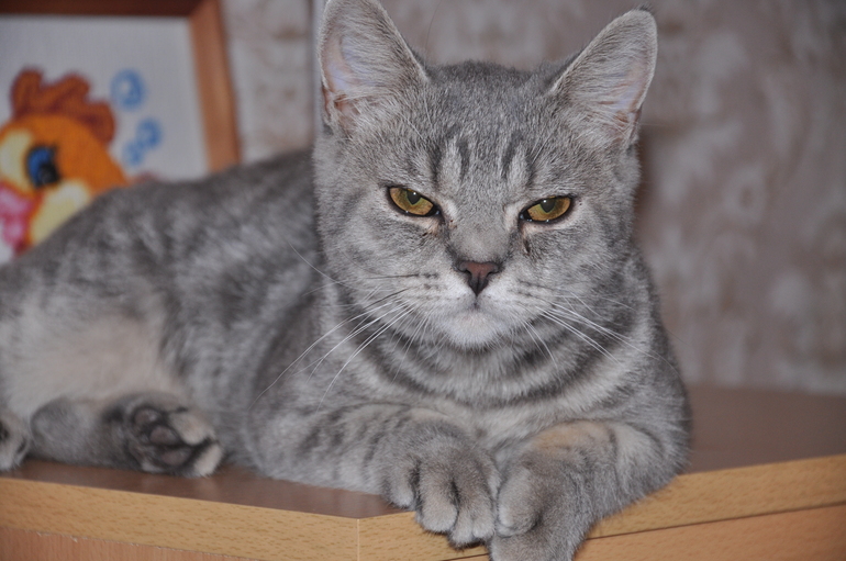 Кастрировали кота.