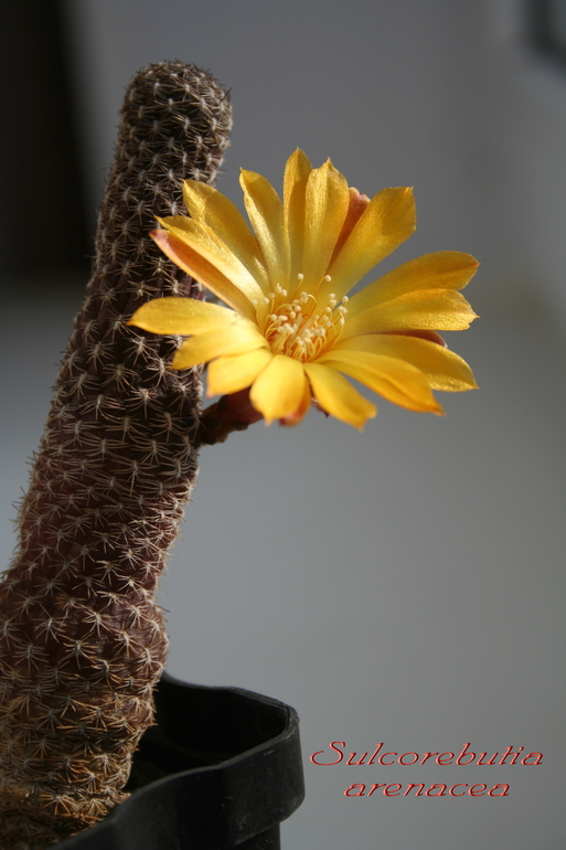 Цветение 2014