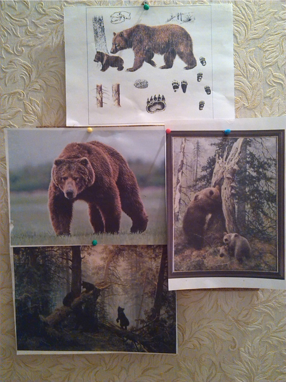 Лесные животные. Медведь.