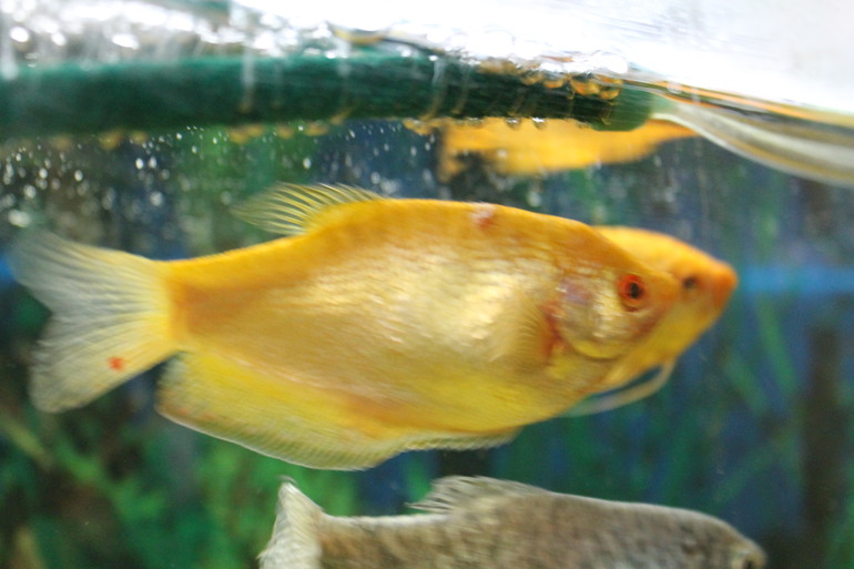 Что с рыбками?