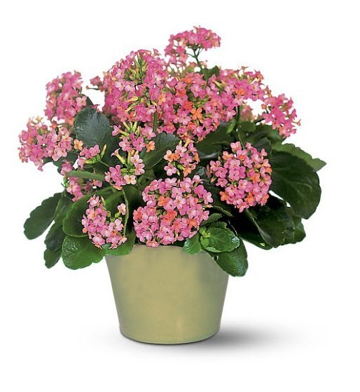 Комнатные растения в детской