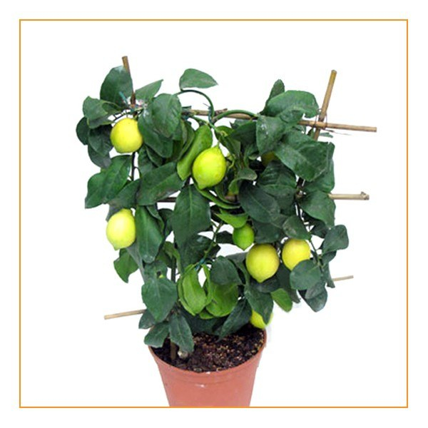 Комнатные растения в детской