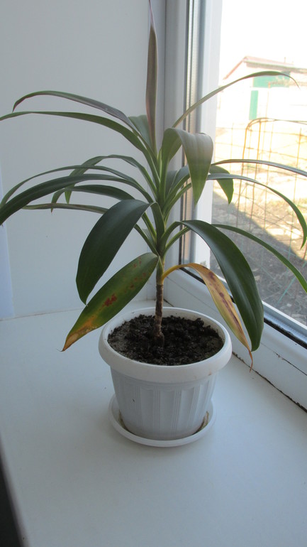 желтеют листья