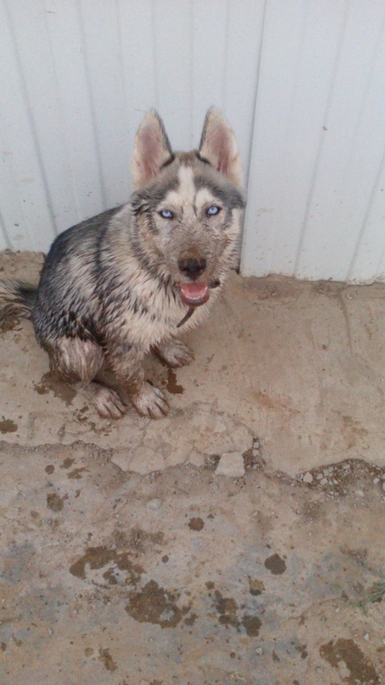 наш Хасик Ронни)