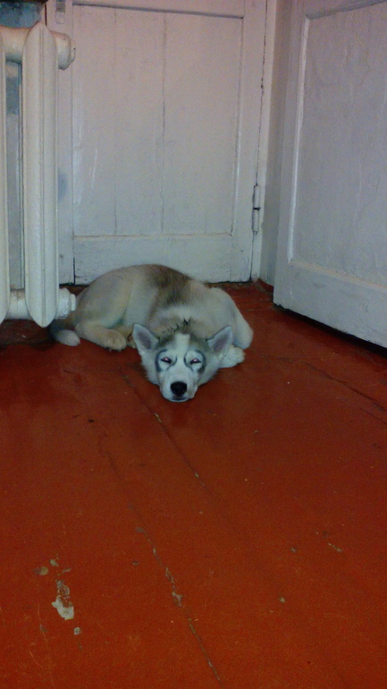 наш Хасик Ронни)