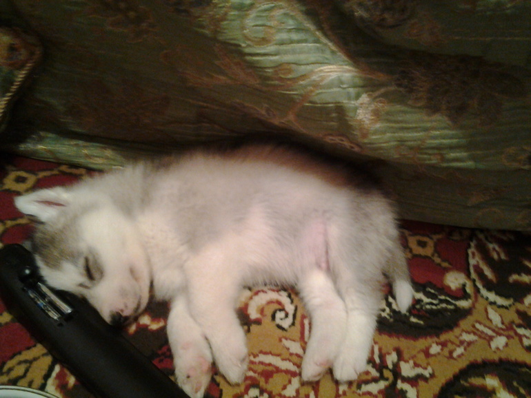 наш Хасик Ронни)