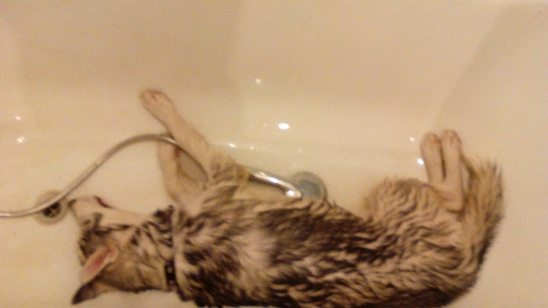 наш Хасик Ронни)