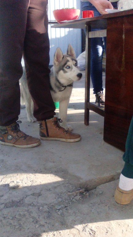 наш Хасик Ронни)