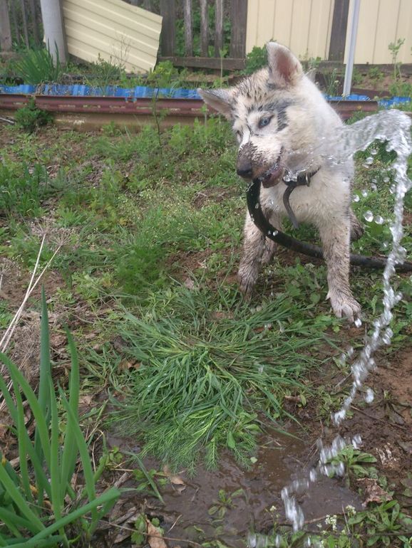 наш Хасик Ронни)
