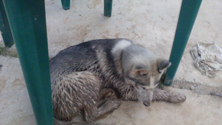 наш Хасик Ронни)