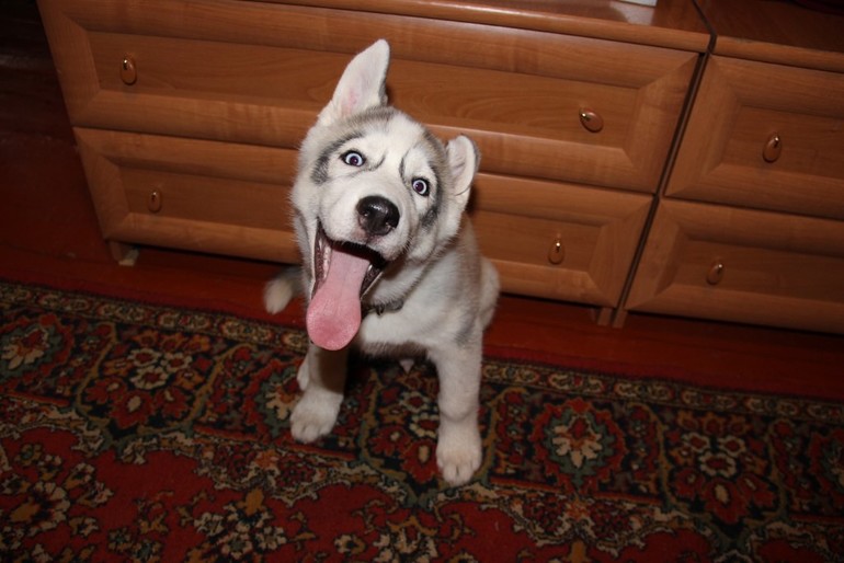 наш Хасик Ронни)