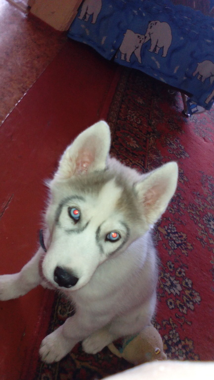 наш Хасик Ронни)