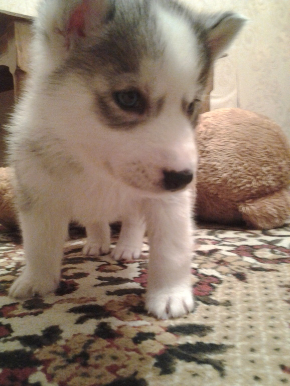 наш Хасик Ронни)