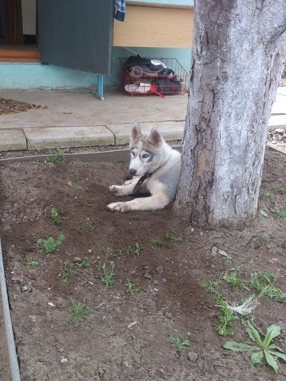 наш Хасик Ронни)