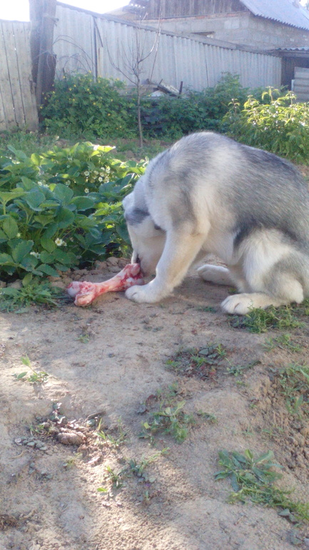 наш Хасик Ронни)