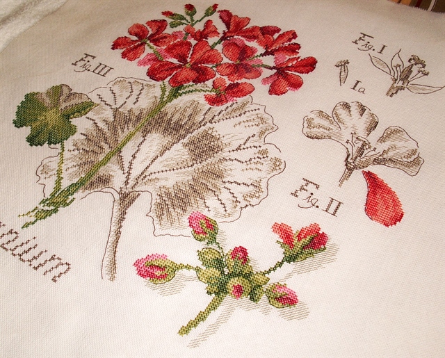 Герань из сериии DFEA Etudes de Botanique