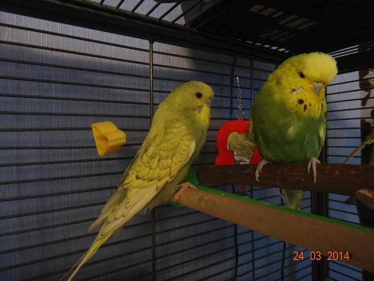 Купила себе мальчика :)