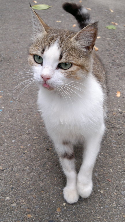кошачья прогулка