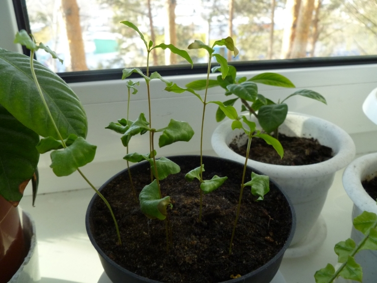 Гранат из косточки