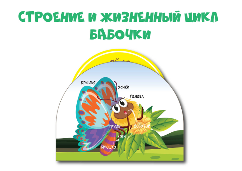 строение и жизненный цикл бабочки для детей скачать